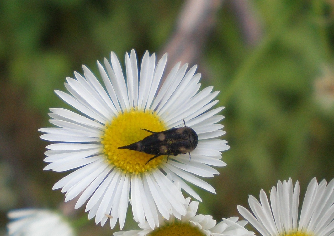 Coleottero Mordellide, Variimorda villosa ?